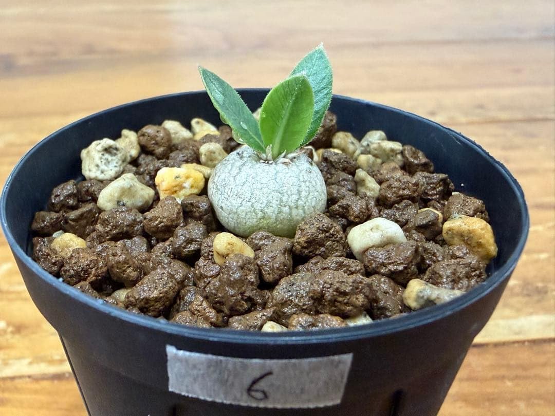 Amazon｜パキポディウム 恵比寿笑い実生｜観葉植物 オンライン通販
